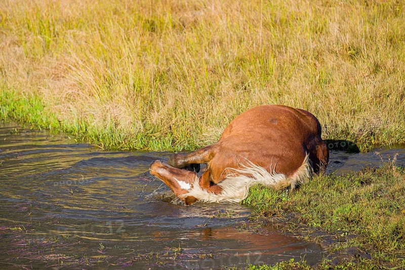 A heavy horse of mixed breed stands in the water of a small pond and enjoys its life on a sunny autumn day