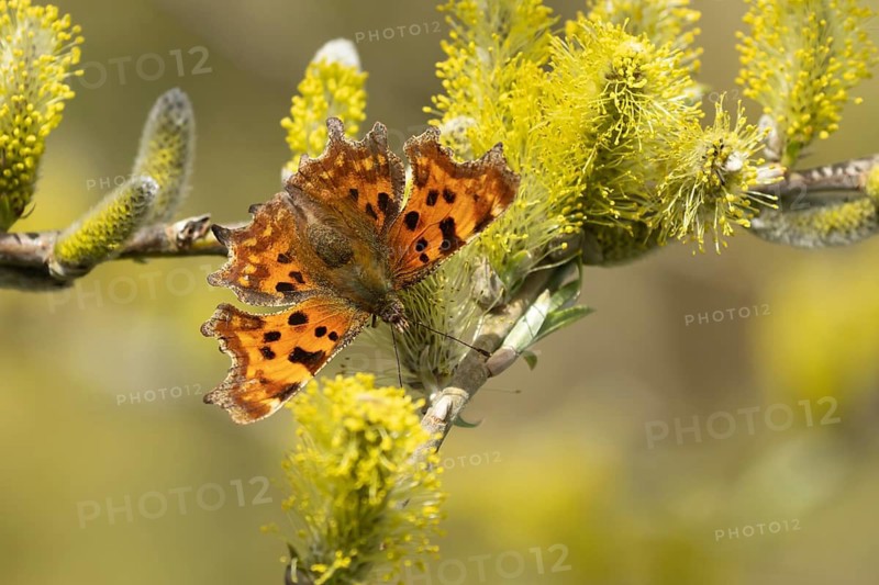 Comma butterfly (Polygonia c-album) adult insect feeding on Goat willow (Salix caprea) blossom flowers in spring, Herefordshire, England, United Kingdom