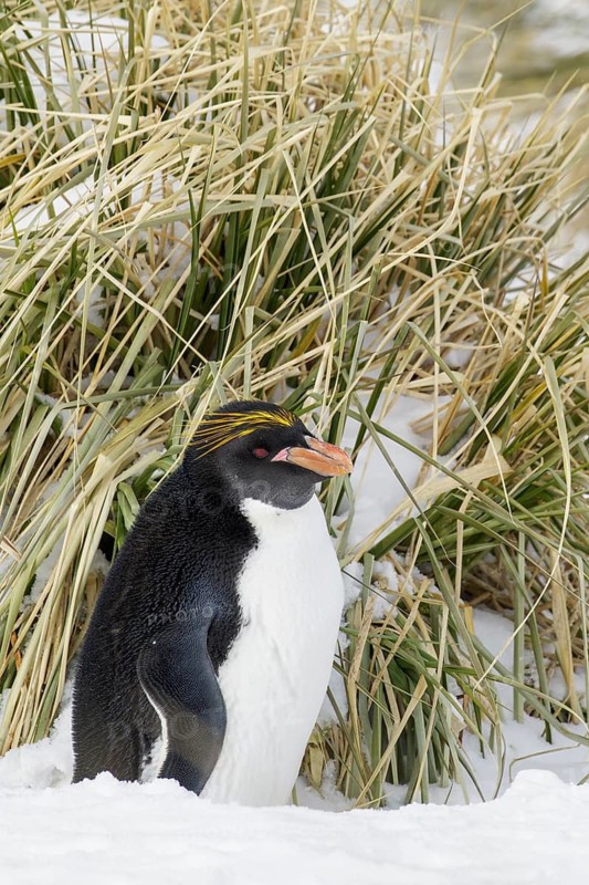Macaroni Penguin (Eudyptes chrysolophus) perched on tussock grass and snow on South Georgia Island