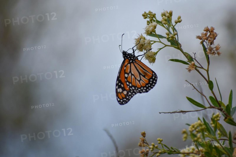 Monarch butterfly (danaus erippus, the sister species of Danaus plexippus) on wildflower Austroeupatorium inulifolium, in Spanish mariposera, seen in Buenos Aires, Argentina