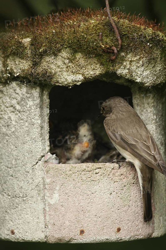 Spotted Flycatcher (Muscicapa striata) chick, Lower Saxony, Germany