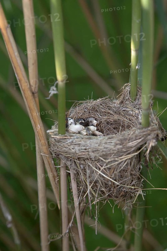 Eurasian Reed Warbler (Acrocephalus scirpaceus) nest with feces of a young Common Cuckoo, Saxony, Germany
