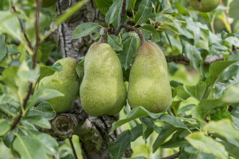 Pear (Pyrus communis 'Jeanne d'Arc'), Cambridge Botanical Garden, Germany