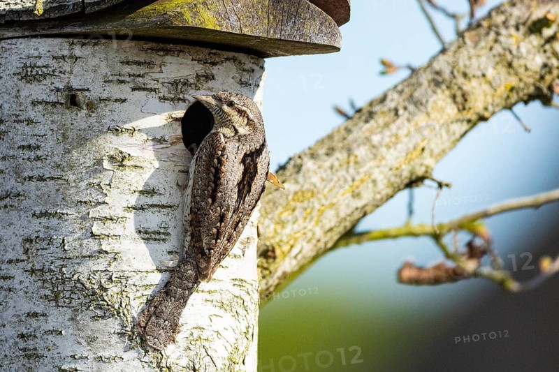 Eurasian wryneck (Jynx torquilla) Germany