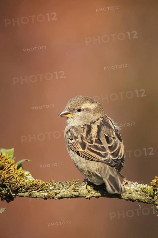 House Sparrow (Passer domesticus) female, Allgäu, Bavaria, Germany, Allgäu, Bavaria, Germany