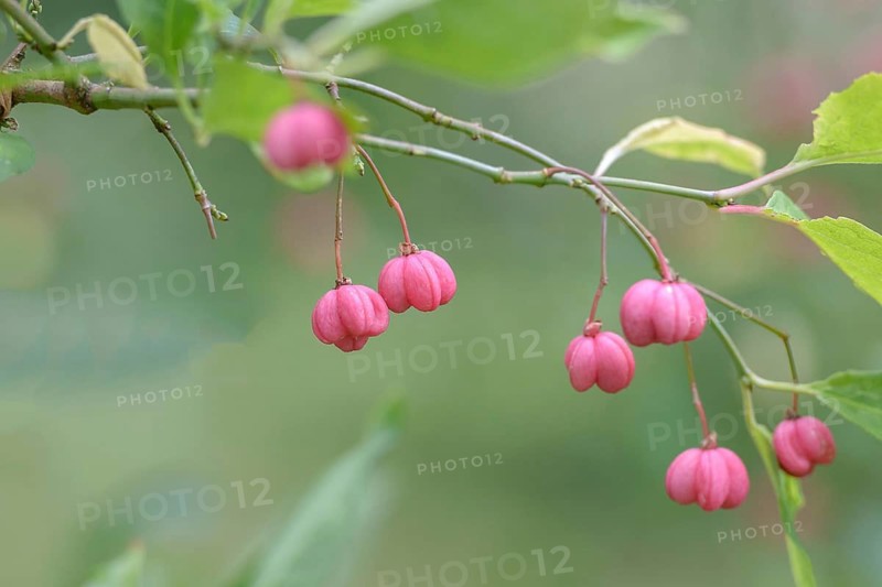 European spindle (Euonymus europaeus), Britzer Garten, Federal Republic of Germany