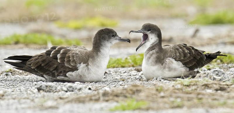 Wedge-tailed Shearwater (Ardenna pacifica), Hawaii, USA