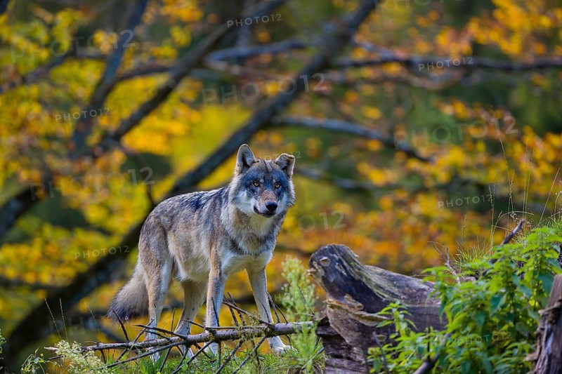 One eurasian gray wolf (Canis lupus lupus) stands on a small hill between logs and rocks with a colourful fall foliage in the background