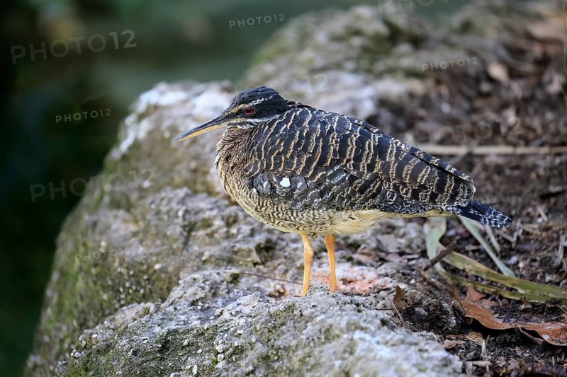 Sun rail (Eurypyga helias), adult, vigilant, on stone, Latin America