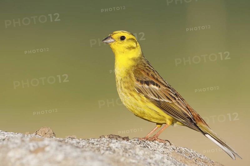 Yellowhammer (Emberiza citrinella) male, Baden-Wuerttemberg, Germany