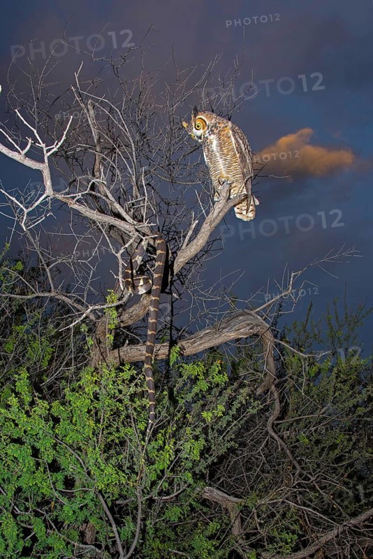 Great Horned Owl Bubo virginianus Tucson, Arizona, United States 18 October Adult watching Common Kingsnake (Lampropeltis getula). Strigidae