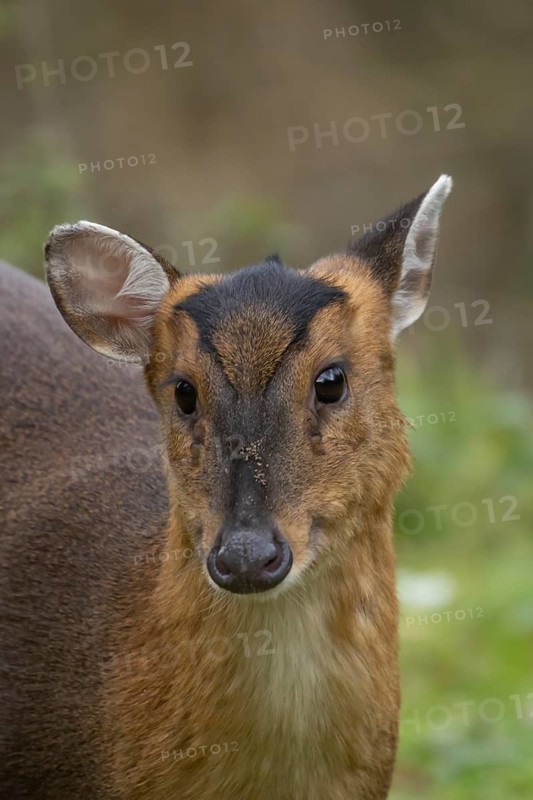 Muntjac deer (Muntiacus reevesi) adult animal head portrait, England, United Kingdom