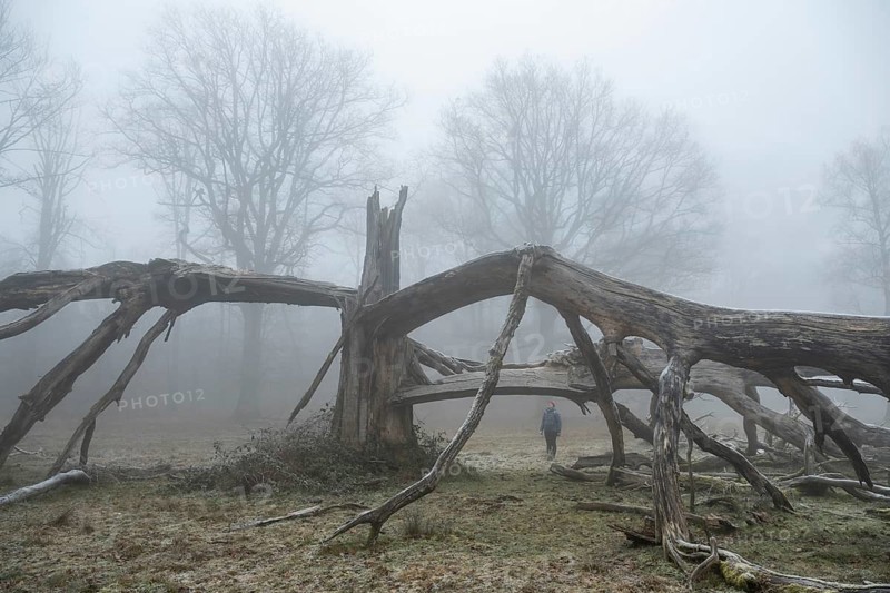 Woman standing under an old, lightning-split, solitary oak tree on a cold and foggy day, Hohenlohe, Baden-Württemberg, Germany