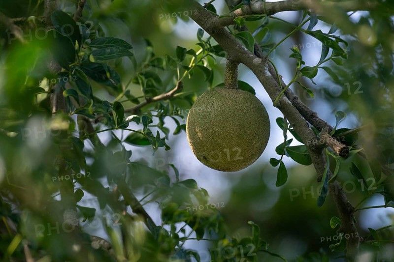 A wood apple (Limonia acidissima) hangs from a tree surrounded by green leaves, Gazipur, Bangladesh