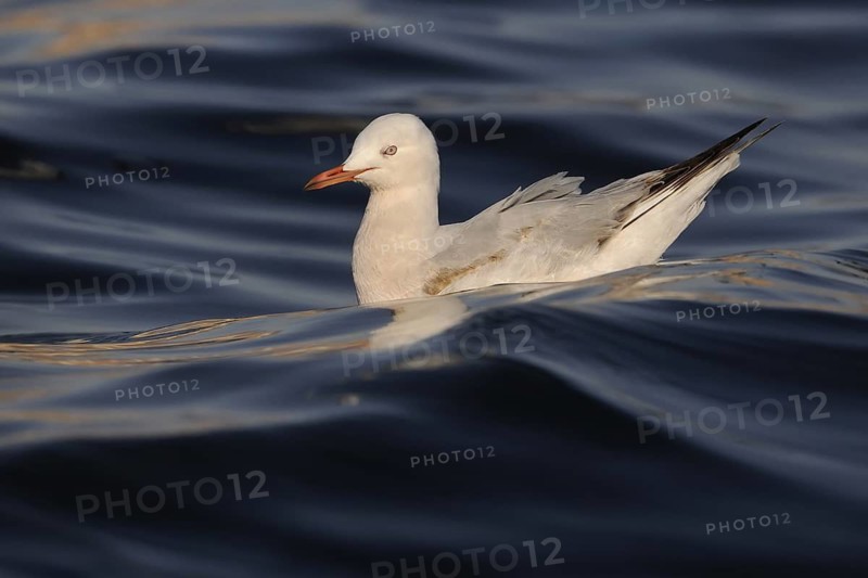Slender-billed Gull (Chroicocephalus genei), Eilat, Israel