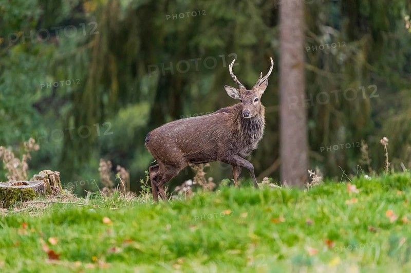 One male Manchurian sika deer or Dybowski's sika deer (Cervus nippon mantchuricus or Cervus nippon dybowskii) standing on a meadow on hilly ground