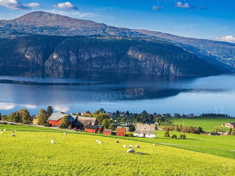Sheep greasing above the fjord, village Utvik at the Nordfjord, Norway