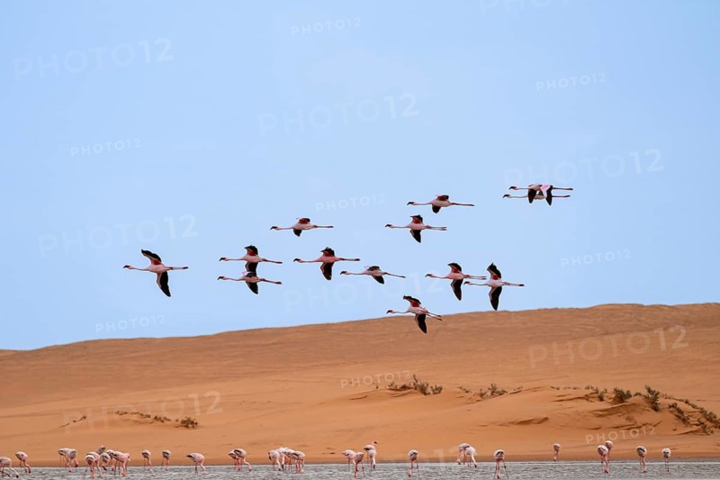 Lesser Flamingos (Phoeniconaias minor) in flight in front of the Namib Desert with lagoon, Walfish Bay, Erongo, Namibia