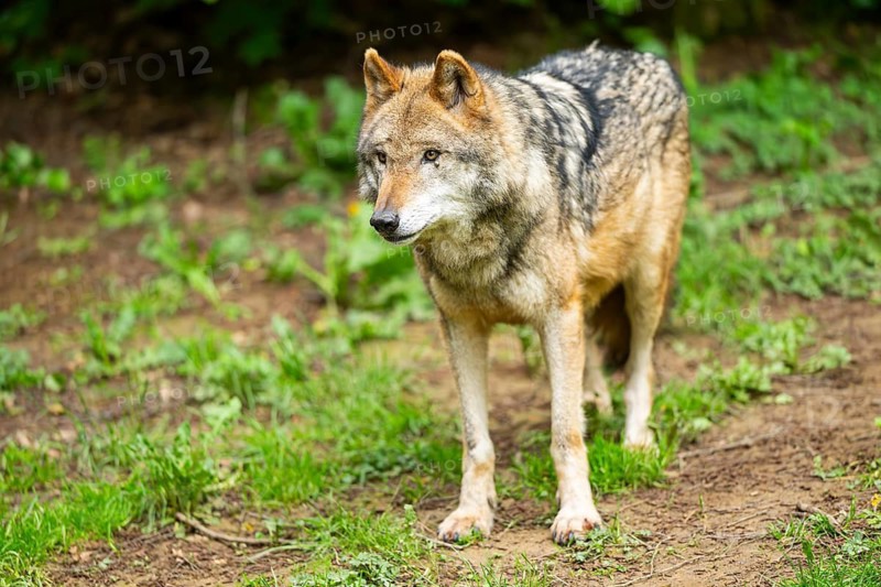 European gray wolf (Canis lupus lupus) in the forest, Germany