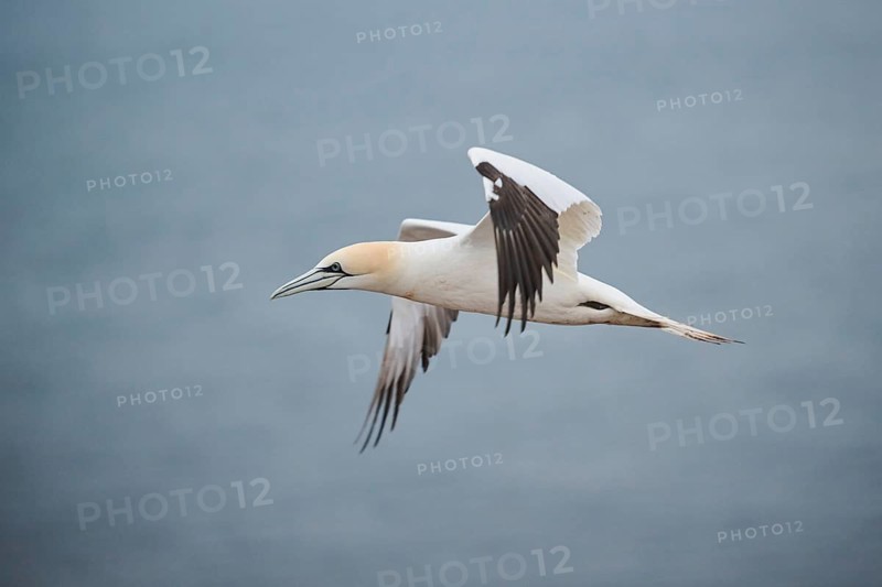 Northern gannet (Morus bassanus) flying over the sea, wildlife, Heligoland, Germany