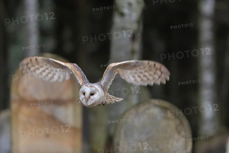 One barn owl (Tyto alba) flying on a historic graveyard in a forest between the gravestones. Green vegetation in the background