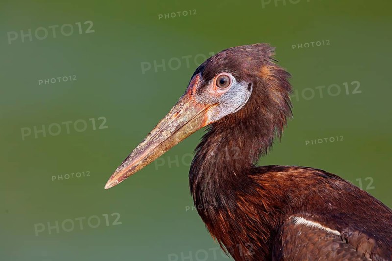 Abdim's stork, rain stork, Abdim, (Ciconia abdimii), African stork species, family of storks, Raysut Water Treatment Plant, Salalah, Dhofar, Oman