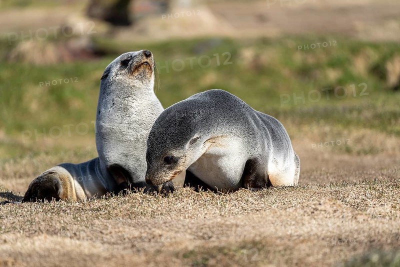 Antarctic Fur Seal (Arctocephalus gazella), two cubs resting on grass, South Georgia, South Atlantic