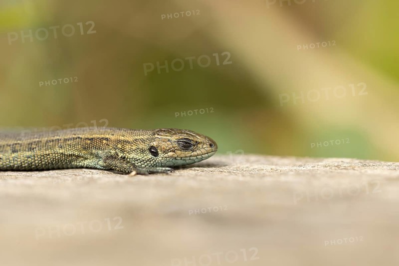 Common lizard (Zootoca vivipara) adult reptile sleeping on a wooden sleeper, England, United Kingdom