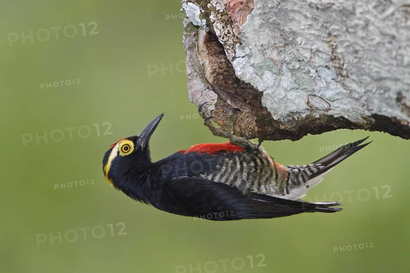 Yellow-tufted Woodpecker (Melanerpes cruentatus) perched on a branch in Ecuador, South America