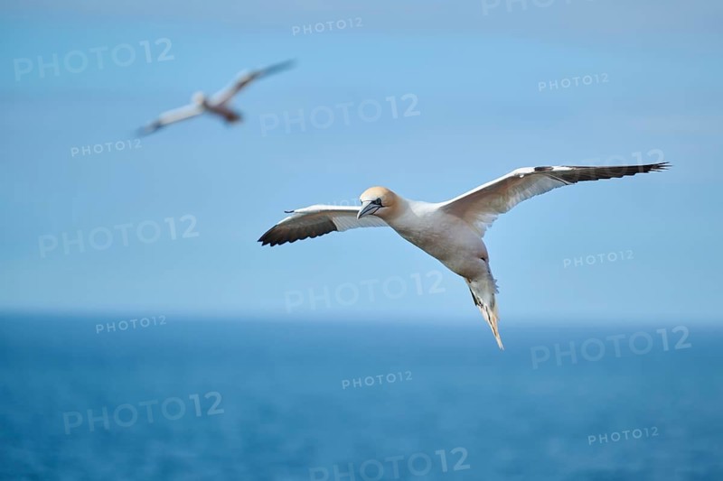 Northern gannet (Morus bassanus) flying over the sea, wildlife, Helgoland, Germany