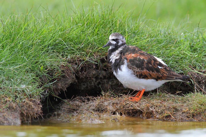 Ruddy Turnstone (Arenaria interpres) male, Texel, Netherlands