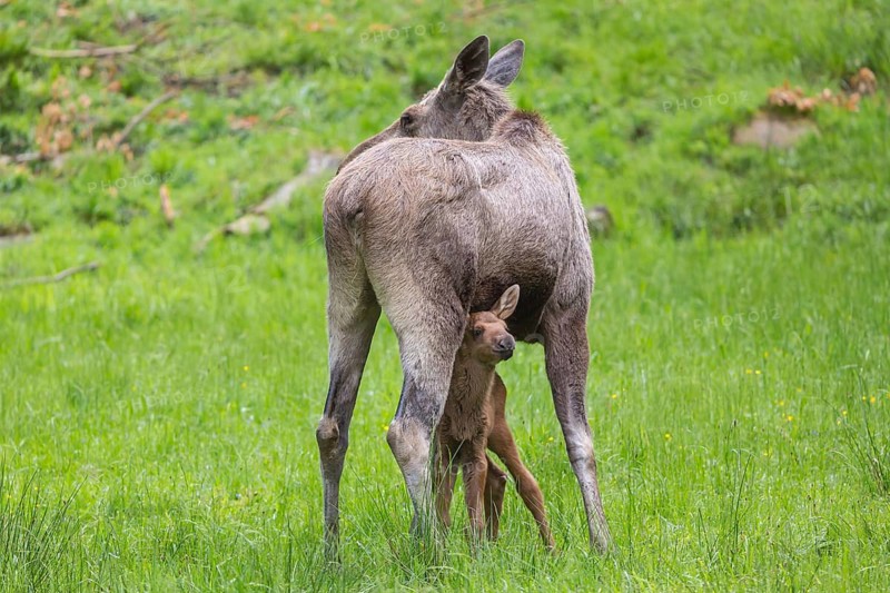 Moose (Alces alces) cow and her 10 days old calf with trees and green grass around