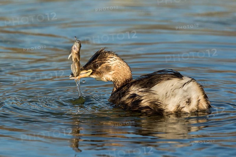 Little Grebe (Tachybaptus ruficollis) with fish prey in beak, Bavaria, Germany