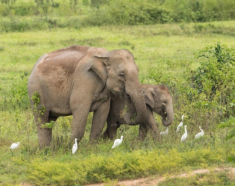 Indian elephants (Elephas maximus indicus), Khiri Khan, Hua Hin, Kui Buri National Park, Thailand