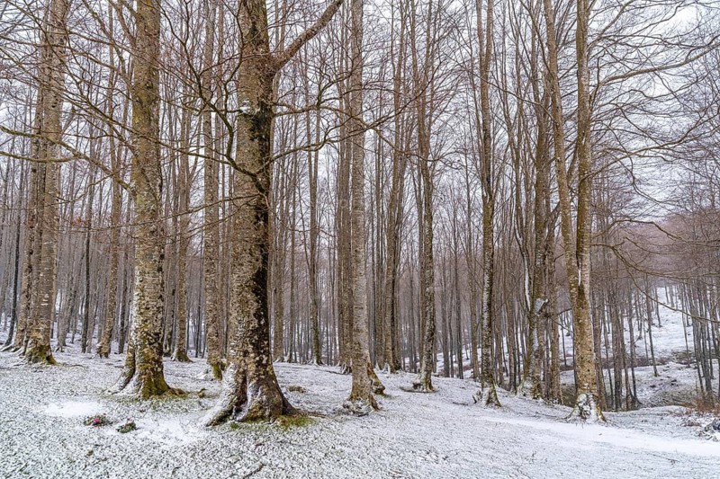 Beautiful forest of trees in Mount Aizkorri in Gipuzkoa. Snowy landscape by winter snows. Basque Country, Spain