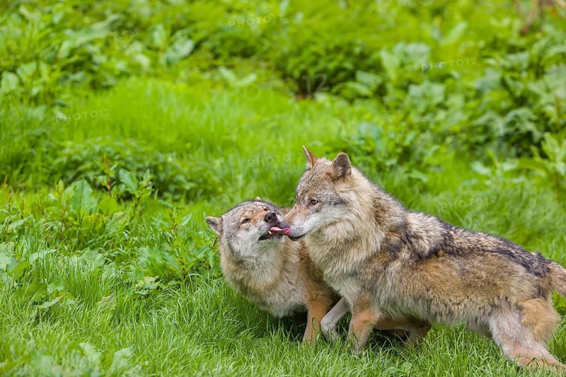 Two adult male eurasian gray wolves (Canis lupus lupus), social behaviour, dominance