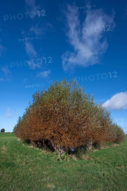 Wicker (Salix viminalis) around a shallow body of water formed from dead ice, Mecklenburg-Western Pomerania, Germany