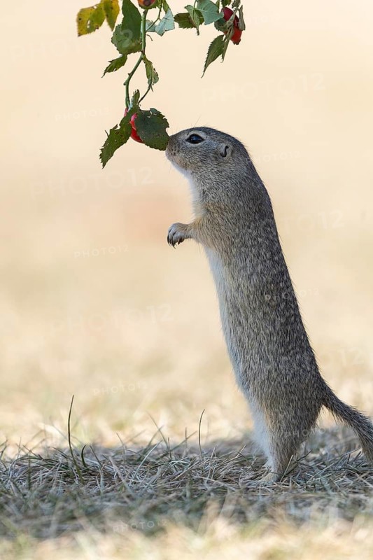 One European ground squirrel (Spermophilus citellus) or European souslik standing erected in dry grass and trying to catch some berries of rose hip (Rosa canina)