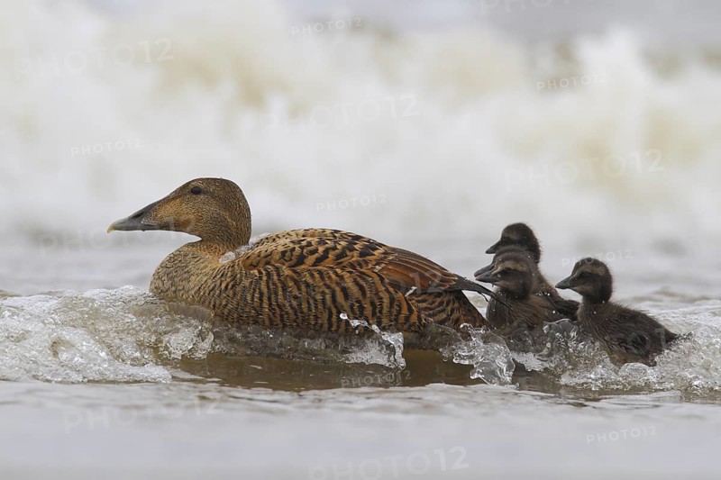 Common Eider (Somateria mollissima) female with chicks, Schleswig-Holstein, Germany