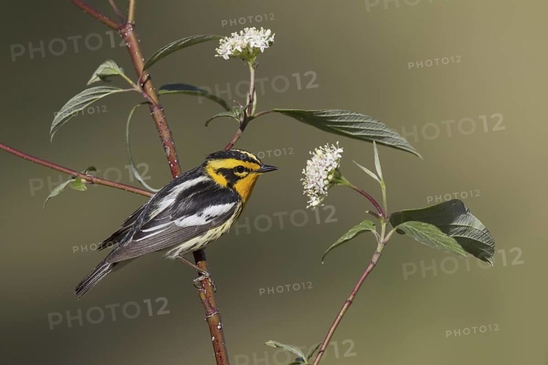 Blackburnian Warbler (Setophaga fusca), New York, USA