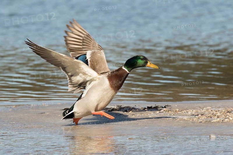 Mallard (Anas platyrhynchos) male, Bavaria, Germany
