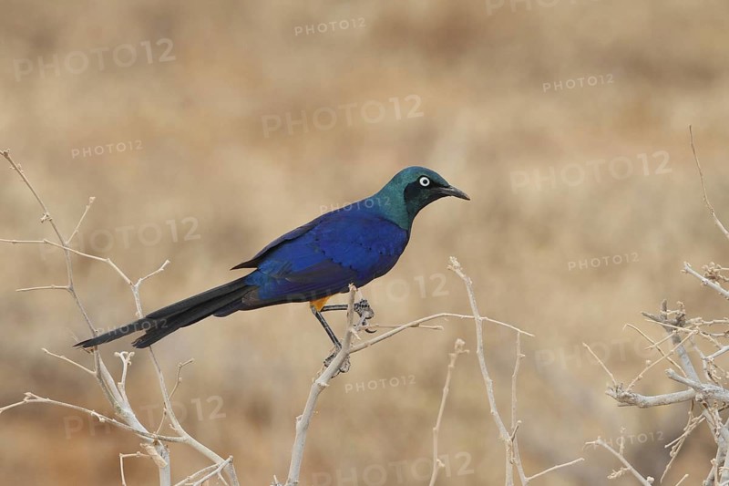 Golden-breasted Starling (Lamprotornis regius), Samburu, Kenya