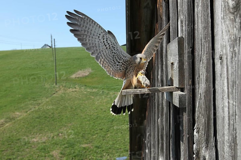 Kestrel (Falco tinnunculus) male with vole (Arvicolinaea) landing at the breeding site in a field barn, Allgäu, Bavaria, Germany, Allgäu, Bavaria, Germany