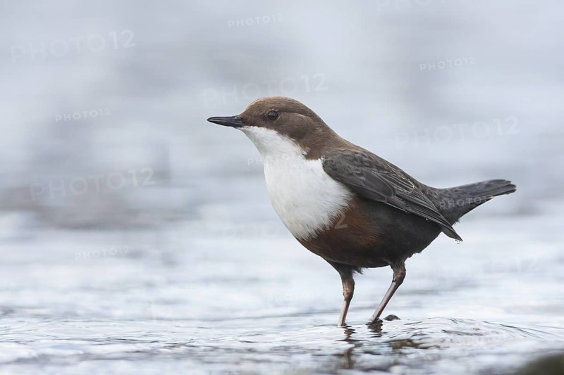 Dipper - Wasseramsel - Cinclus cinclus ssp. aquaticus, Germany, 2nd cy