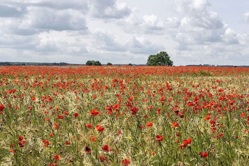 Poppy flower (Papaver rhoeas) in a grain field, Mecklenburg-Western Pomerania, Germany