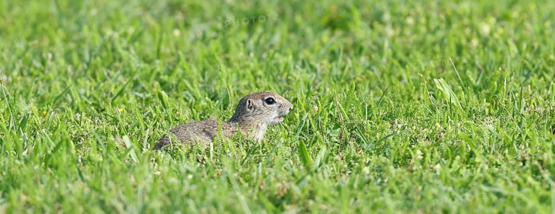 European ground squirrel (Spermophilus citellus) in a meadow, Burgenland Austria