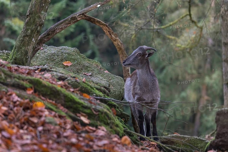 One female Himalayan Tahr (Hemitragus jemlahicus) standing on rocks in a forest. Green forest in the background