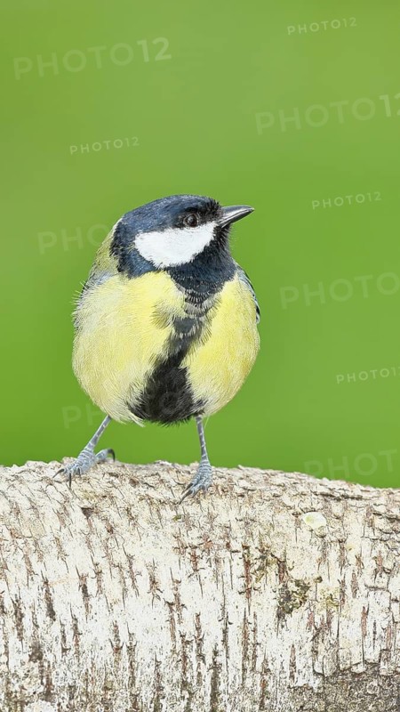 Great tit (Parus major) sitting on a birch trunk, Animals, Birds, Wilnsdorf, North Rhine-Westphalia, Germany