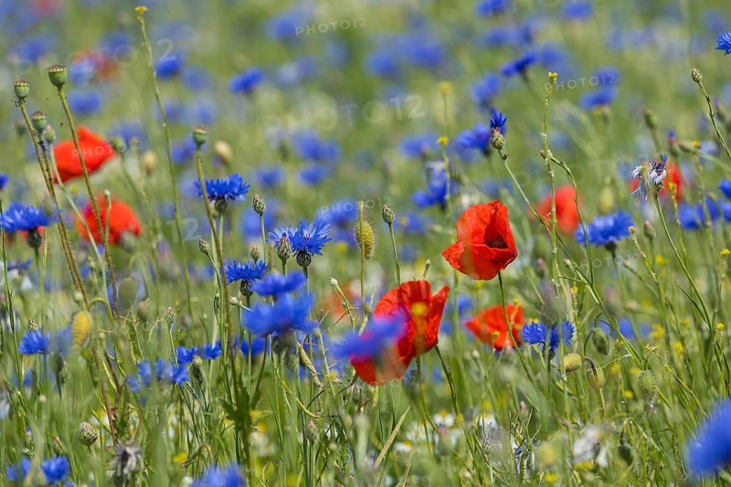 Single poppy flowers (papaver) blooming between cornflowers (Centaurea cyanus) at the edge of a field, Saxon Elbland, Saxony, Germany