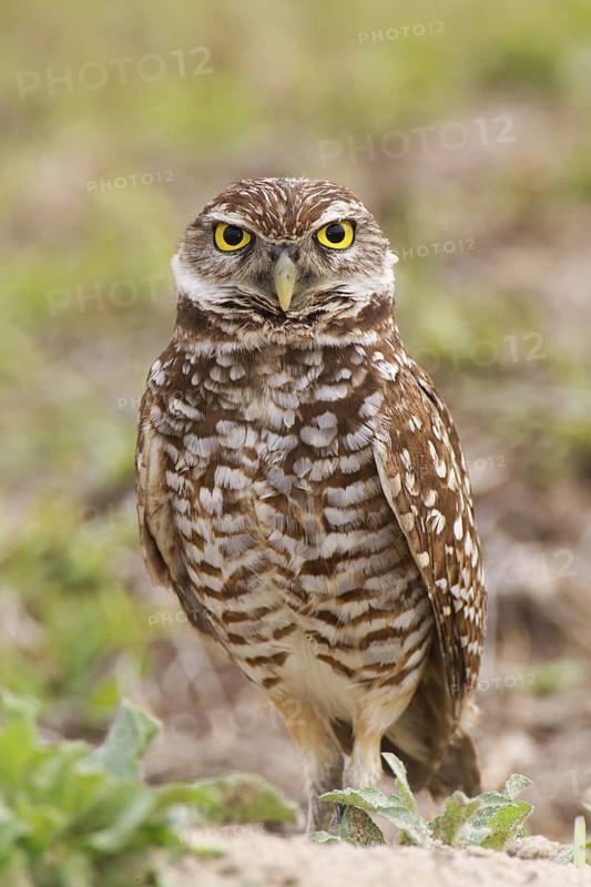 Burrowing Owl (Athene cunicularia), Florida, USA